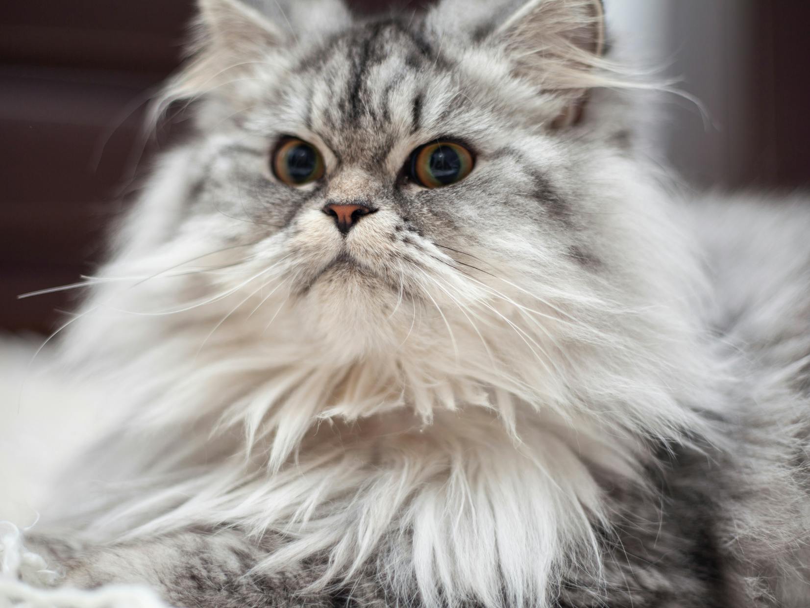 Persan : Tout savoir sur cette race de chat