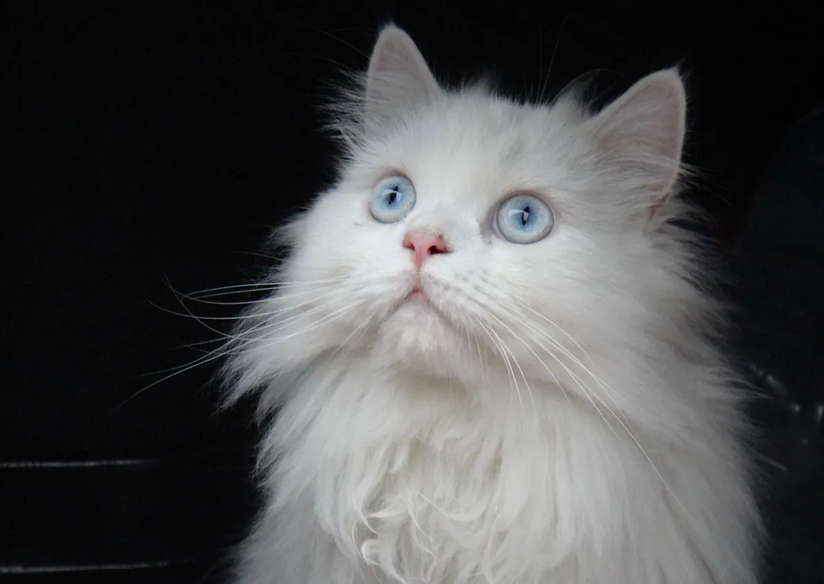 Persan blanc au yeux bleus, il regarde evrs le haut l'air étonné