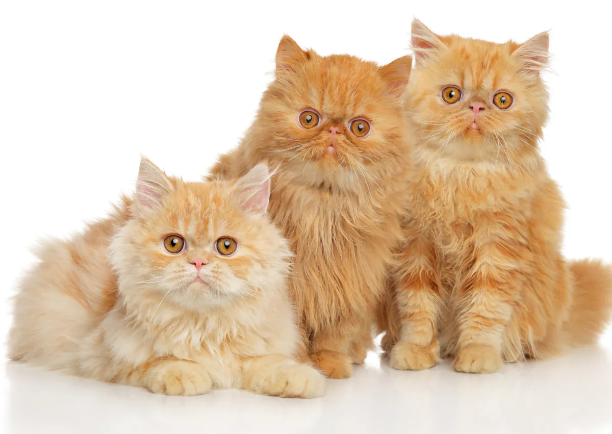 3 Persan châtons, il sont tous les trois roux, et regarde l'objectif