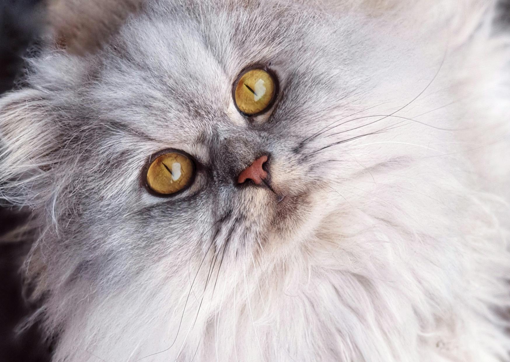 Persan blanc aux yeux orange, il regard evers le haut et semble être assis