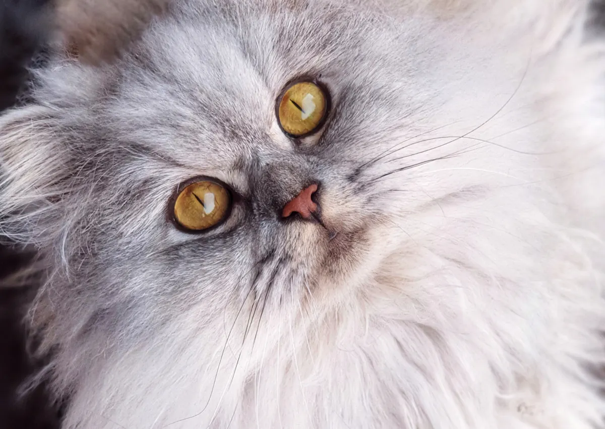 Persan blanc aux yeux orange, il regard evers le haut et semble être assis