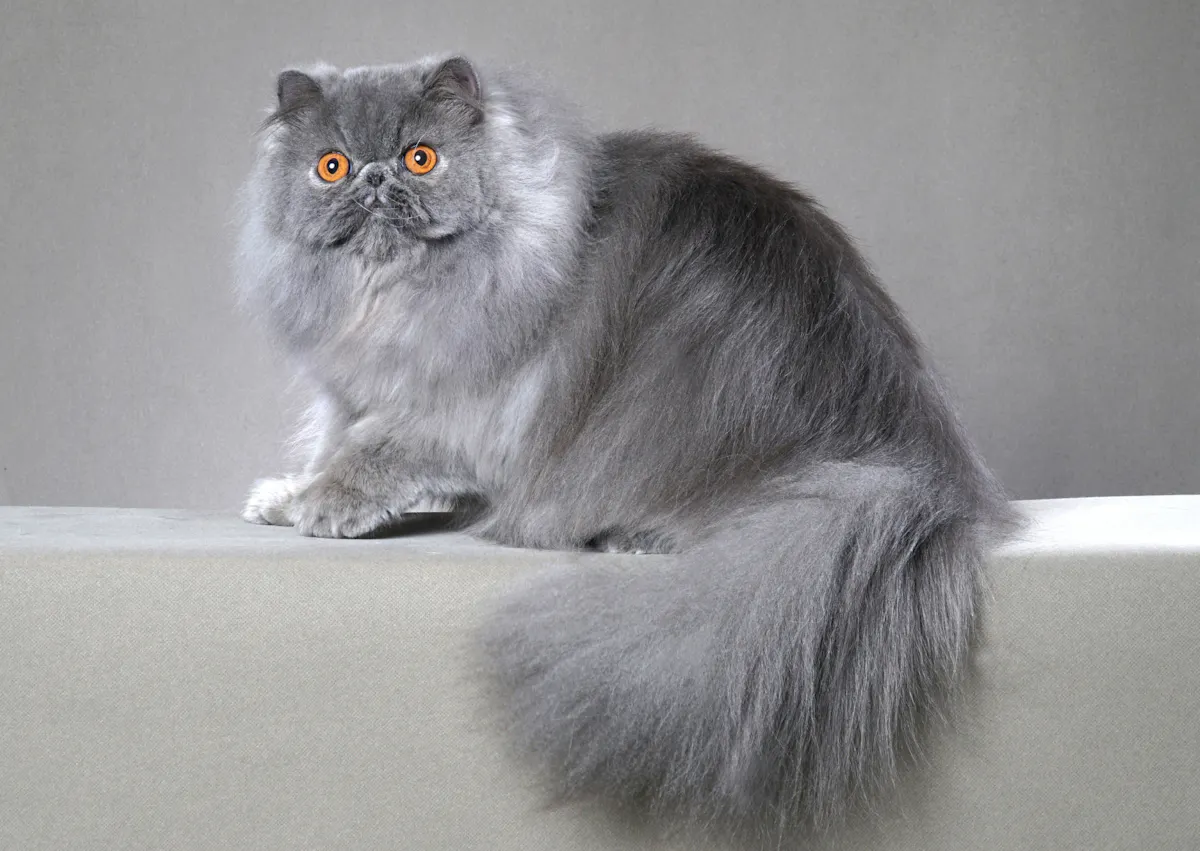 Persan gris assis sur une table graise, il regarde à côté de lui 