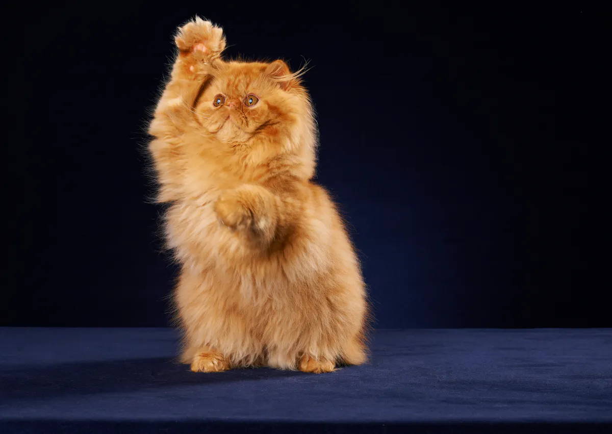 Persan roux il lève les deux pattes avant et derrière lui il y a un fond bleu