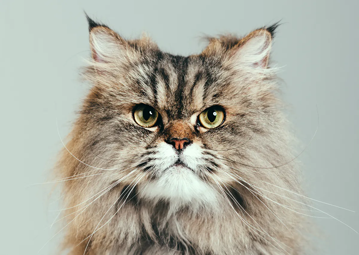 Persan sur fond vert d'eau, il regarde droit en face de lui 