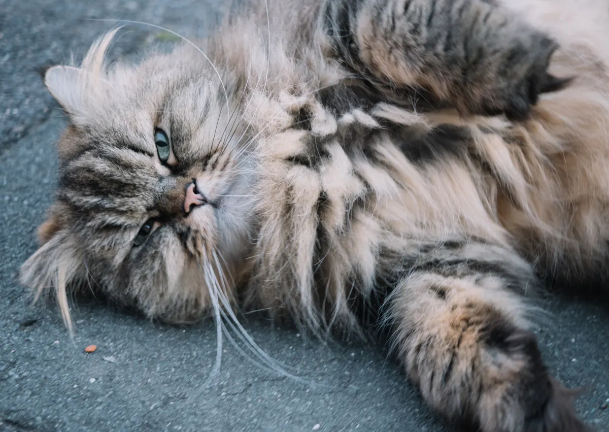 Persan couché sur le flanc