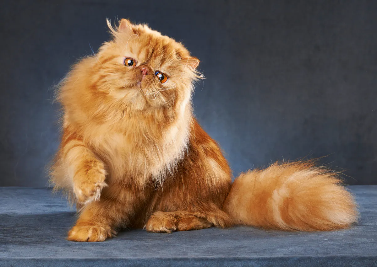 Persan sur fond bleu, il est roux et est assis, il lève une patte et regarde l'obectif