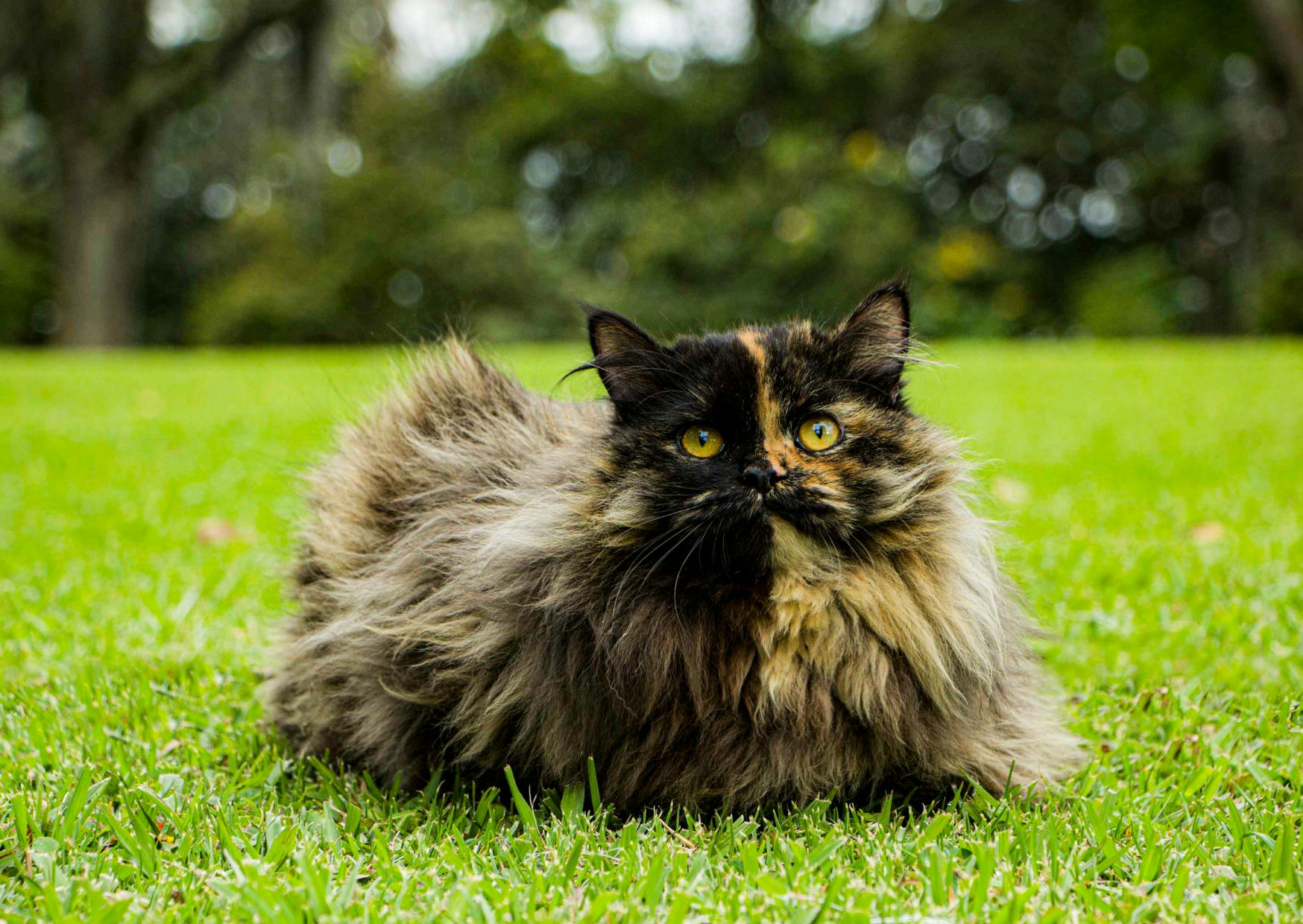 Persan noir et fauve, il est couché dans l'herbe, il y a une forêt juste derrière lui