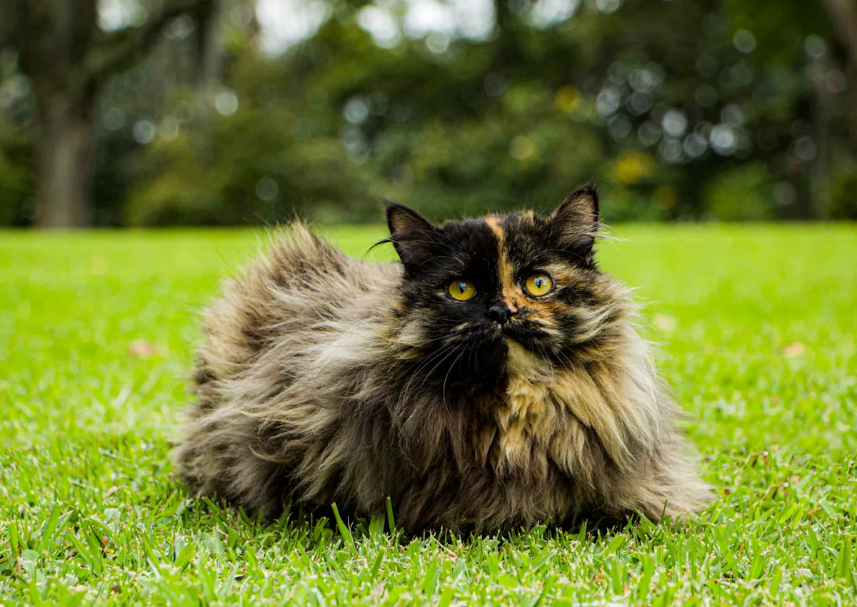 Persan noir et fauve, il est couché dans l'herbe, il y a une forêt juste derrière lui 