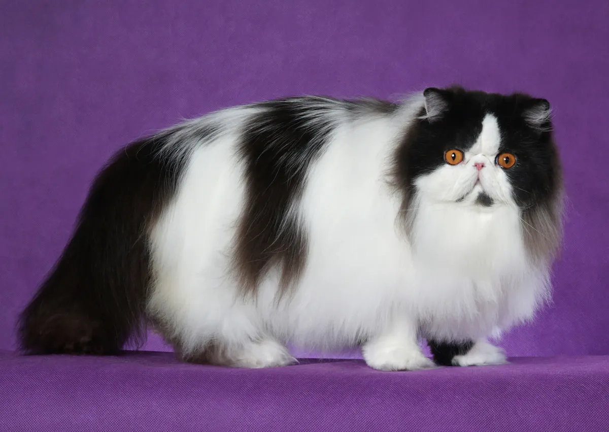 Persan noir et blanc sur fond violet, il est debout et regarde l'obejctif