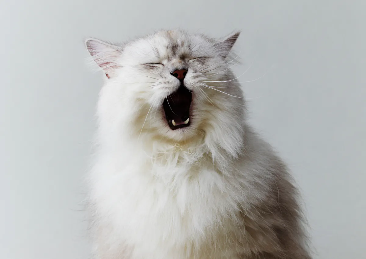 Persan sur fond gris clair, il est tout blanc et baille