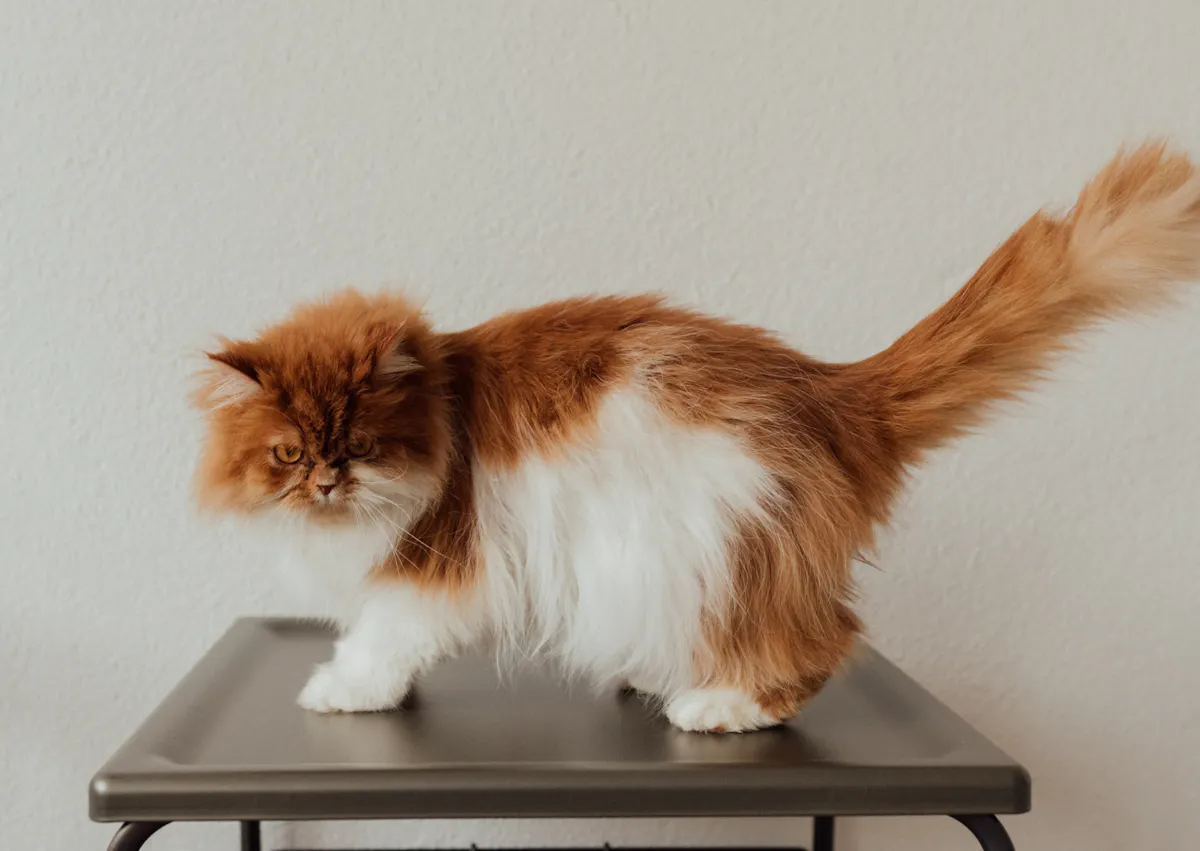 Persan sur une table, il est roux et blanc et regarde vers le bas