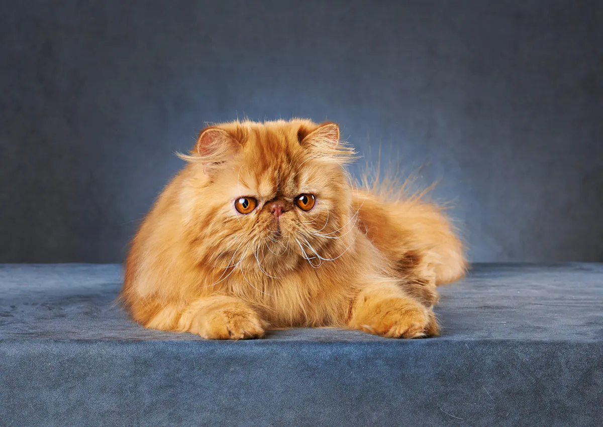 Persan roux assis sur un canapé bleu, il y a aussi un fond bleu derrière lui, il regarde vers le bas