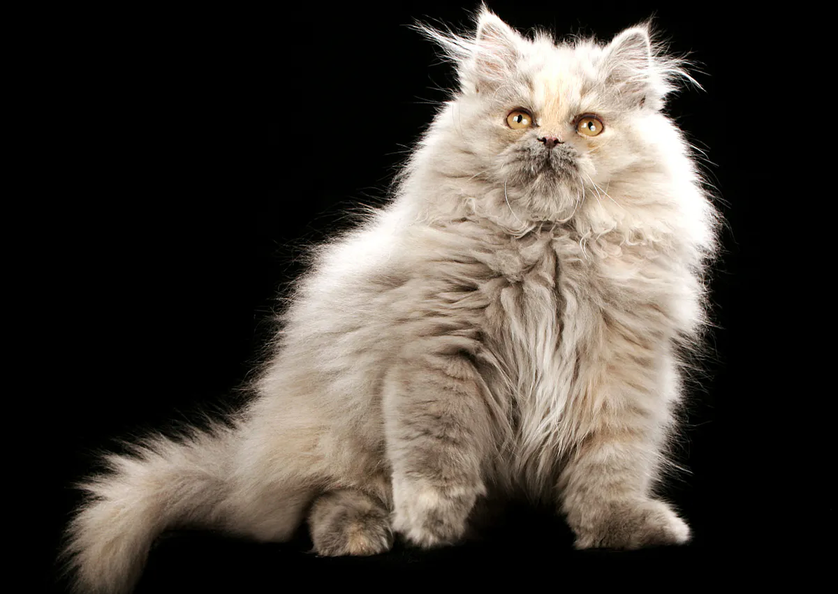 Persan assis sur fond noir, il regarde le haut et il est tout gris