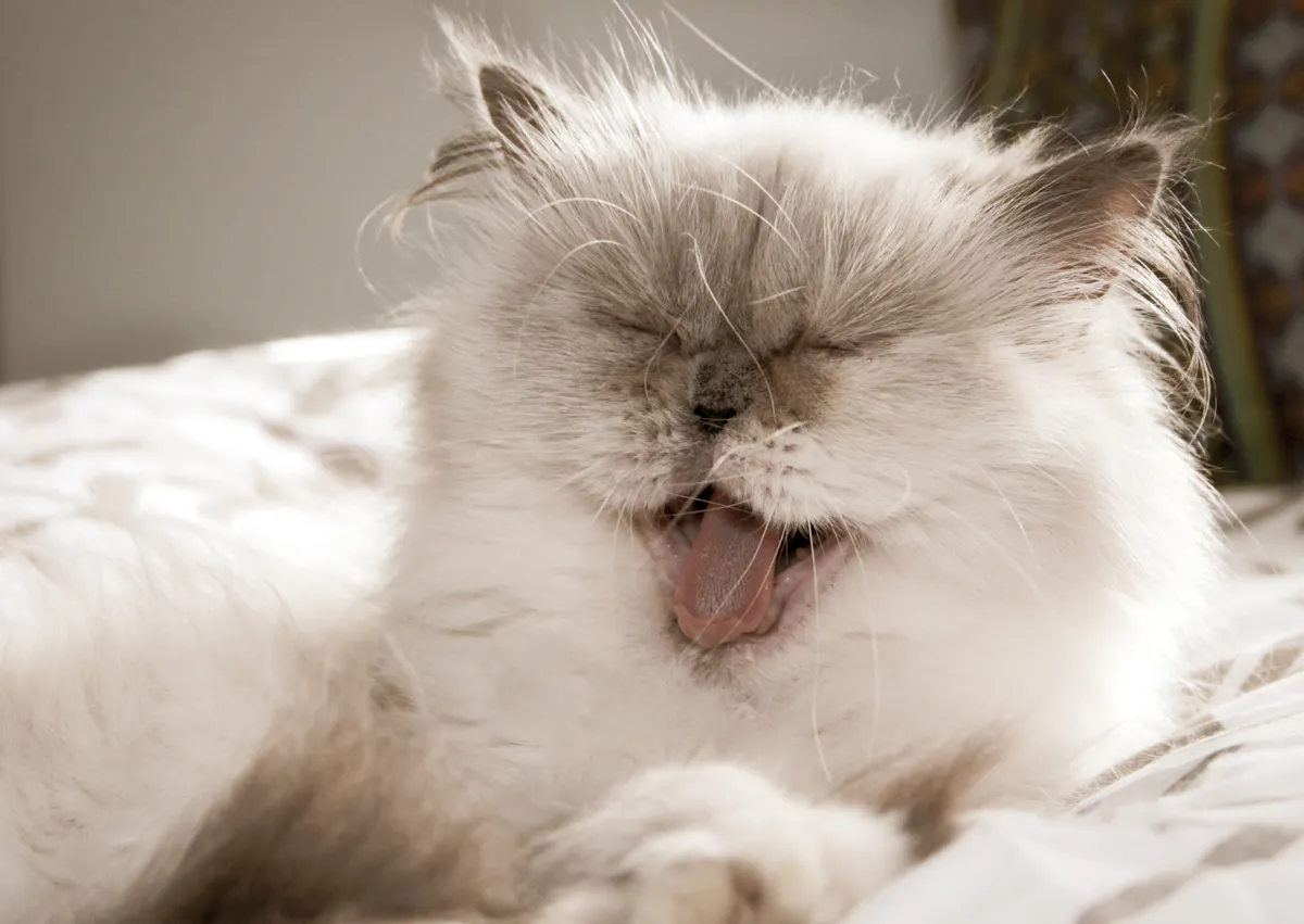 Persan couché sur un lit, il est tout blanc et il baille