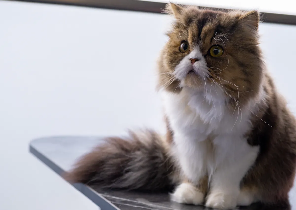 Persan assis sur une table, il regarde vers le haut