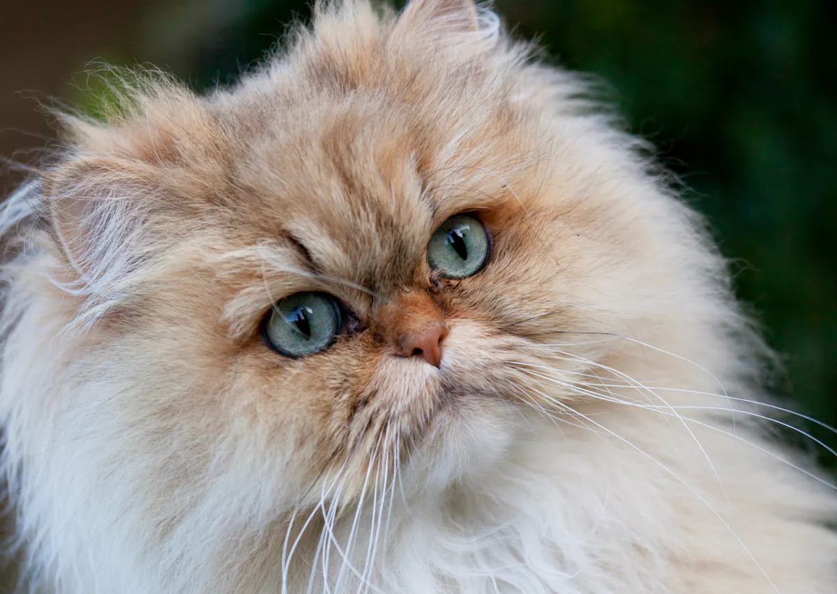 Persanfauve et blanc il est curieux de ce qui se passe devant lui