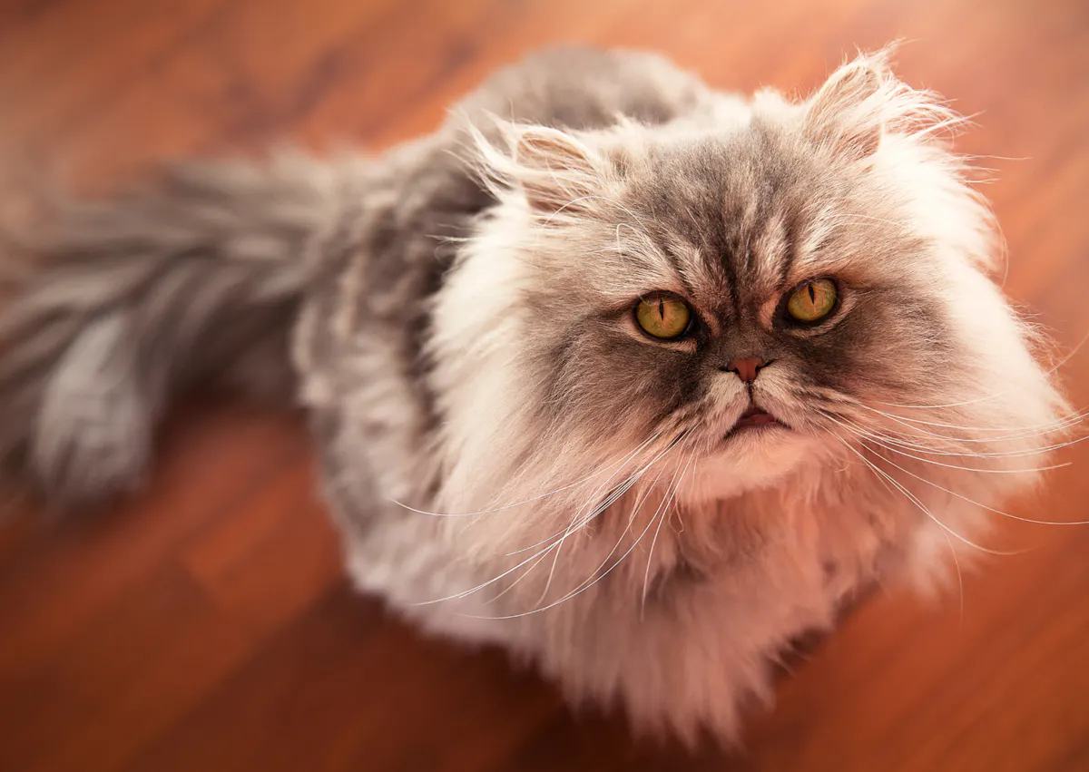 Persan assis sur un planché marron, il regard evers le haut