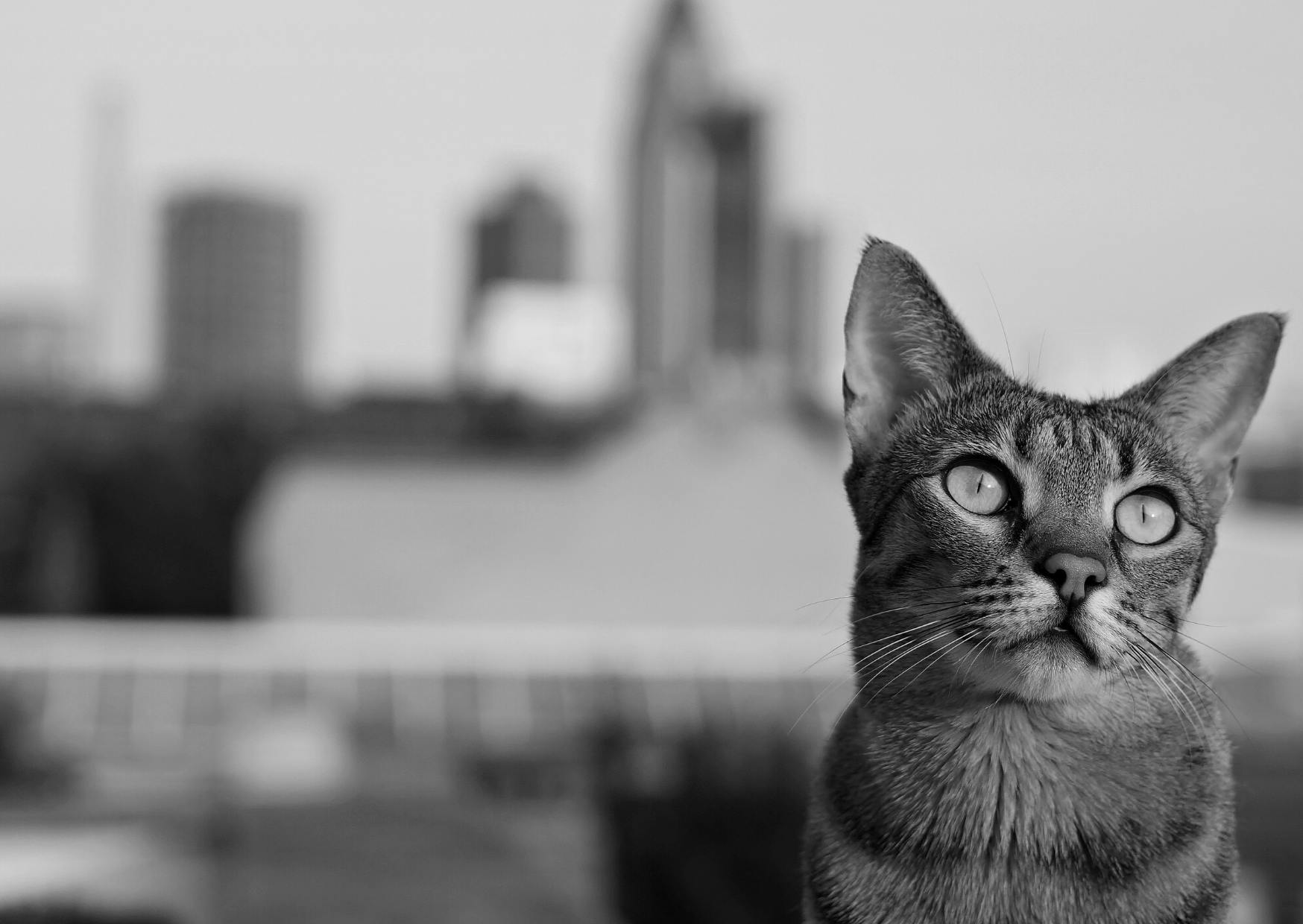 Savannah assis, il est sur au dernier étage d'un immeuble, la photo est en noir et blanc, on aperçoit de grandes tours derrière lui