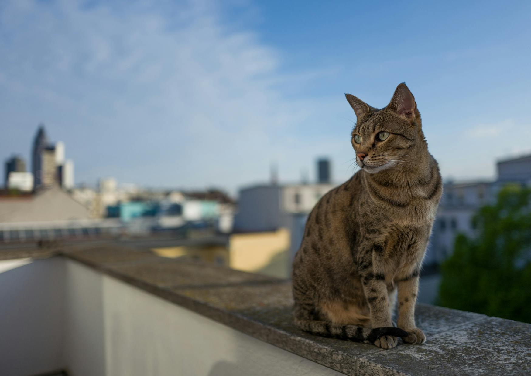 Savannah sur le bord d'un immeuble, tout en haut, il est assis et est curieux de ce qui se passe autours de lui