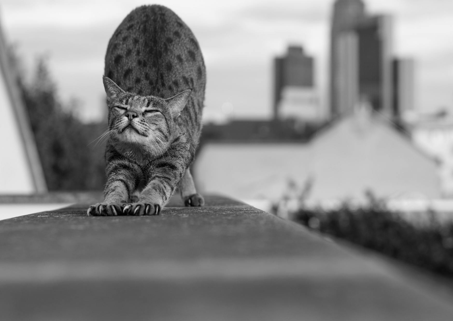 Savannah en train de s'étirer, la photo est en noir et blanc, on aperçoit des tours derrière lui