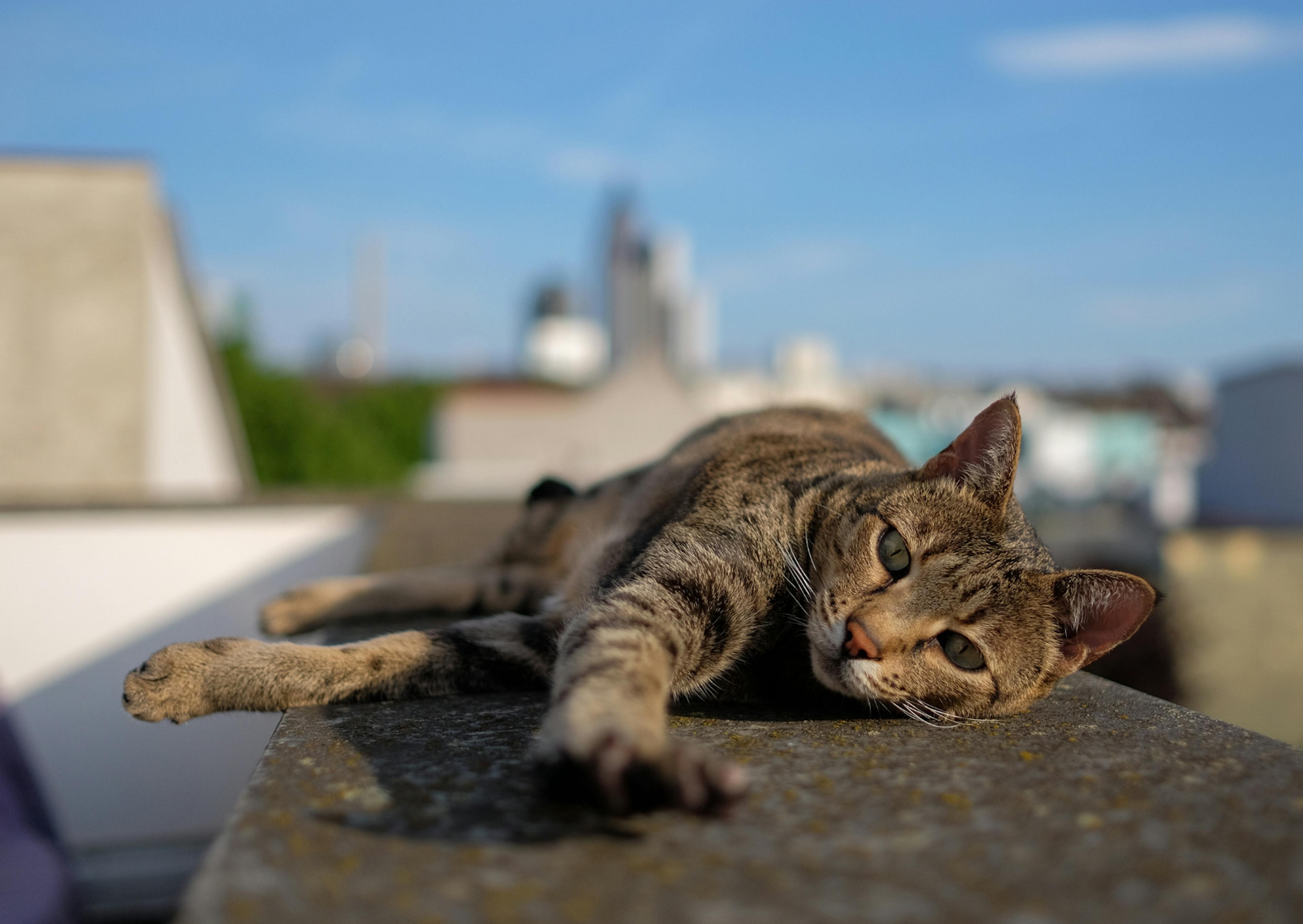 Savannah couché sur le bord d'un immeuble, derrière lui, il y a un grand ciel bleu, il tend sa patte avant 