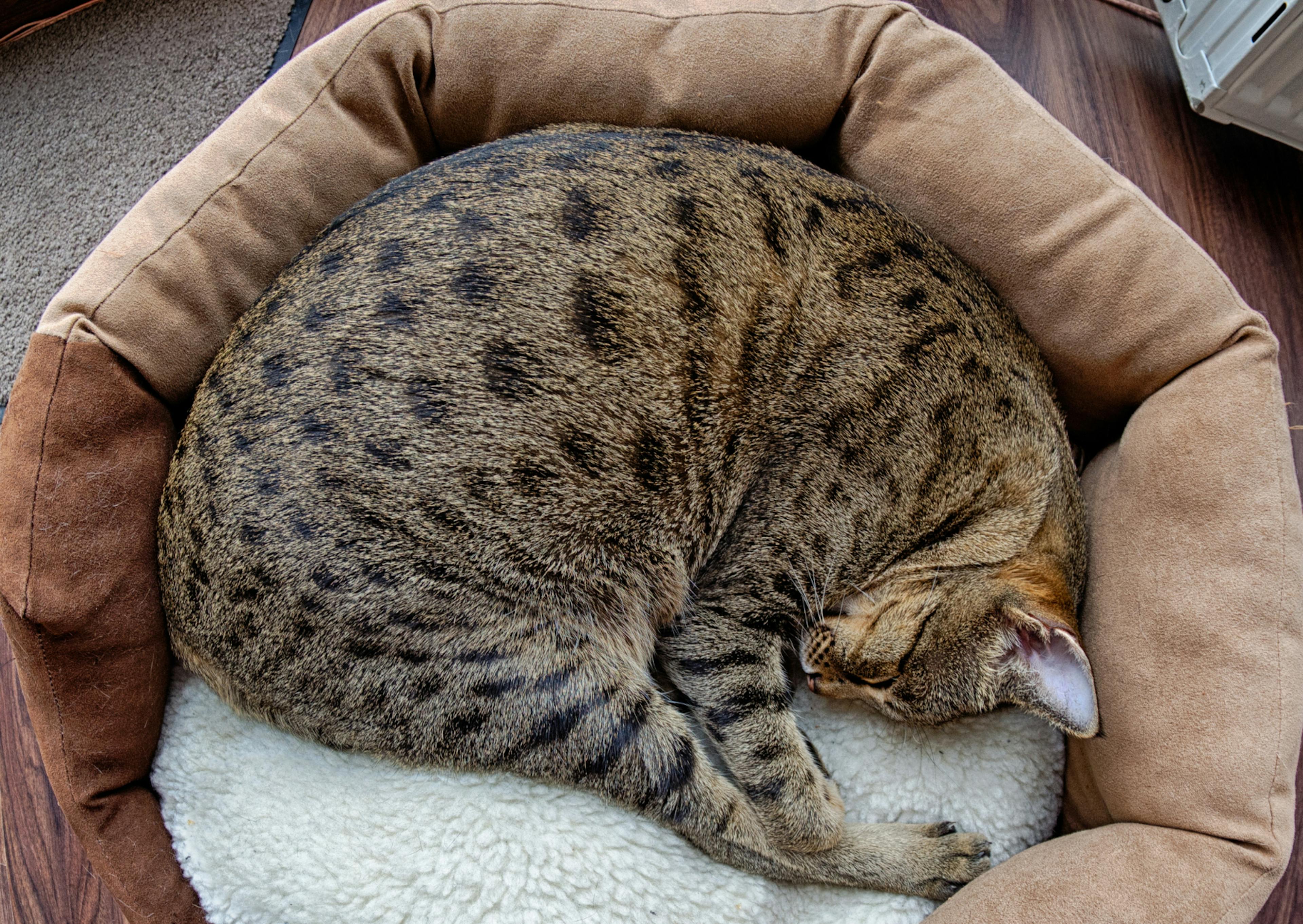 Savannah en train de dormir dans son couchage marron et blanc 