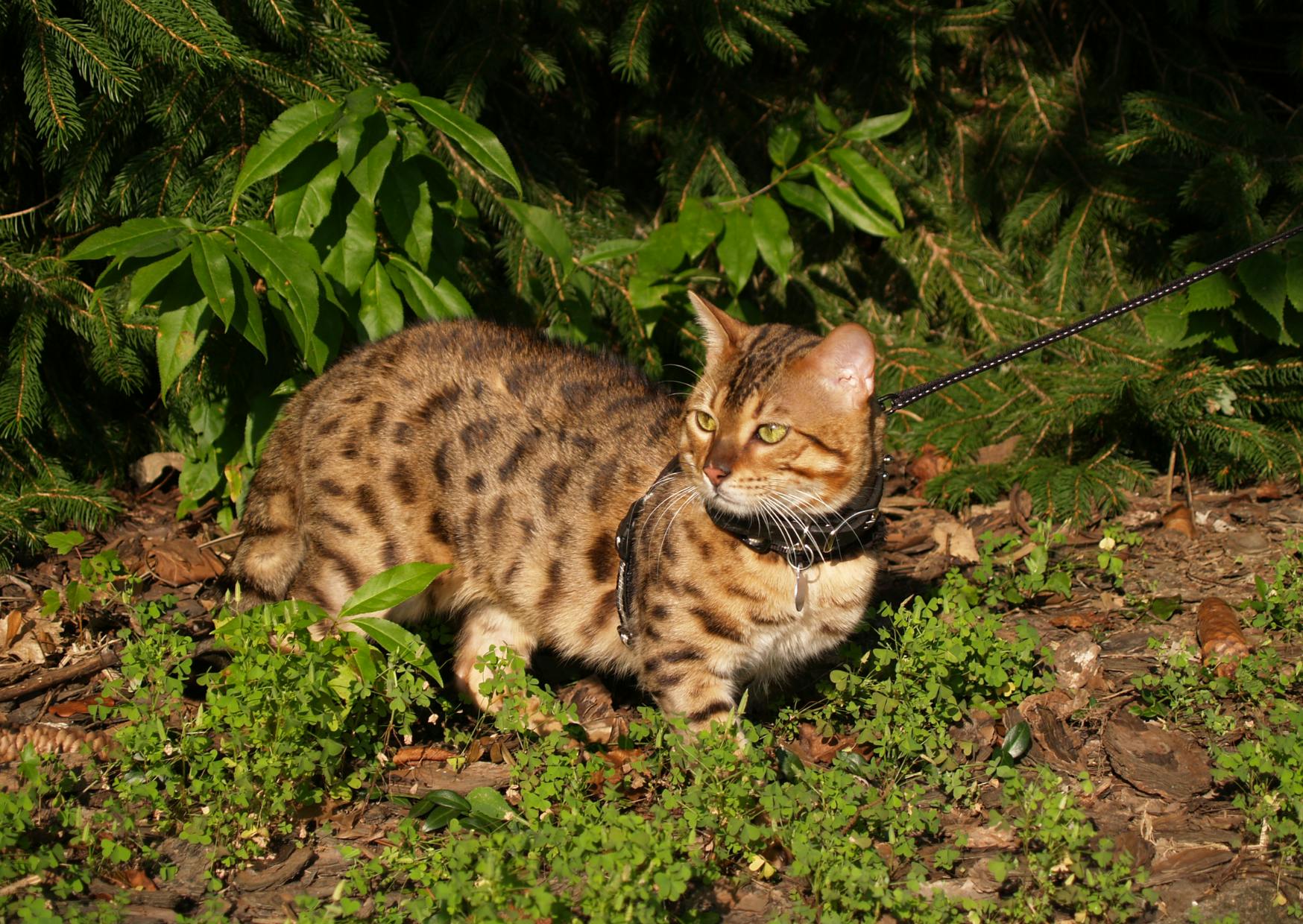 Savannah qui marche sur un sol terreux avec de l'herbe, il regarde derrière lui
