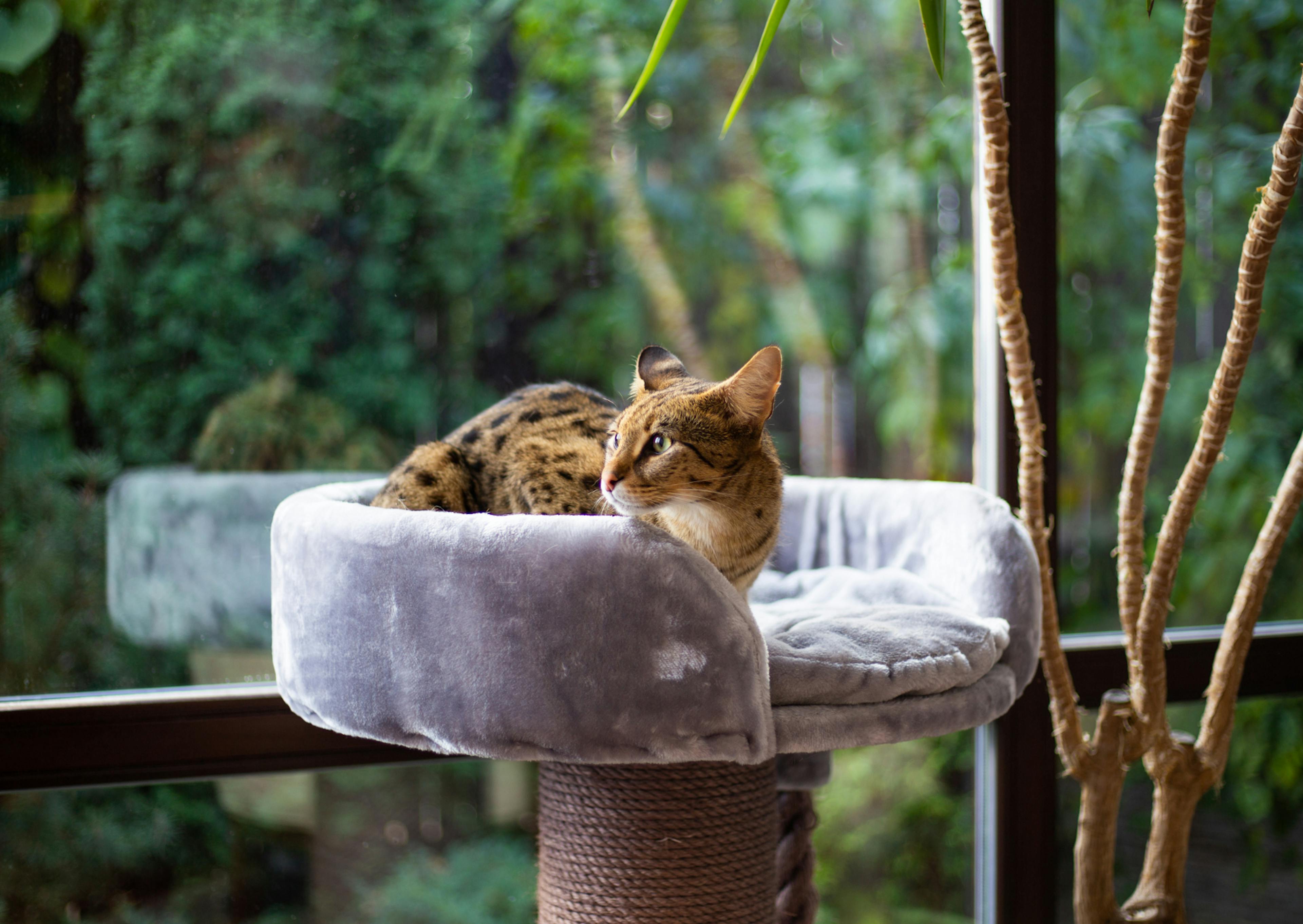 Savannah couché dans son arbre à chat gris, il lève la tête de regarde vers le haut, derrière lui il y a une baie vitré avec de la végétation derrière celle-ci