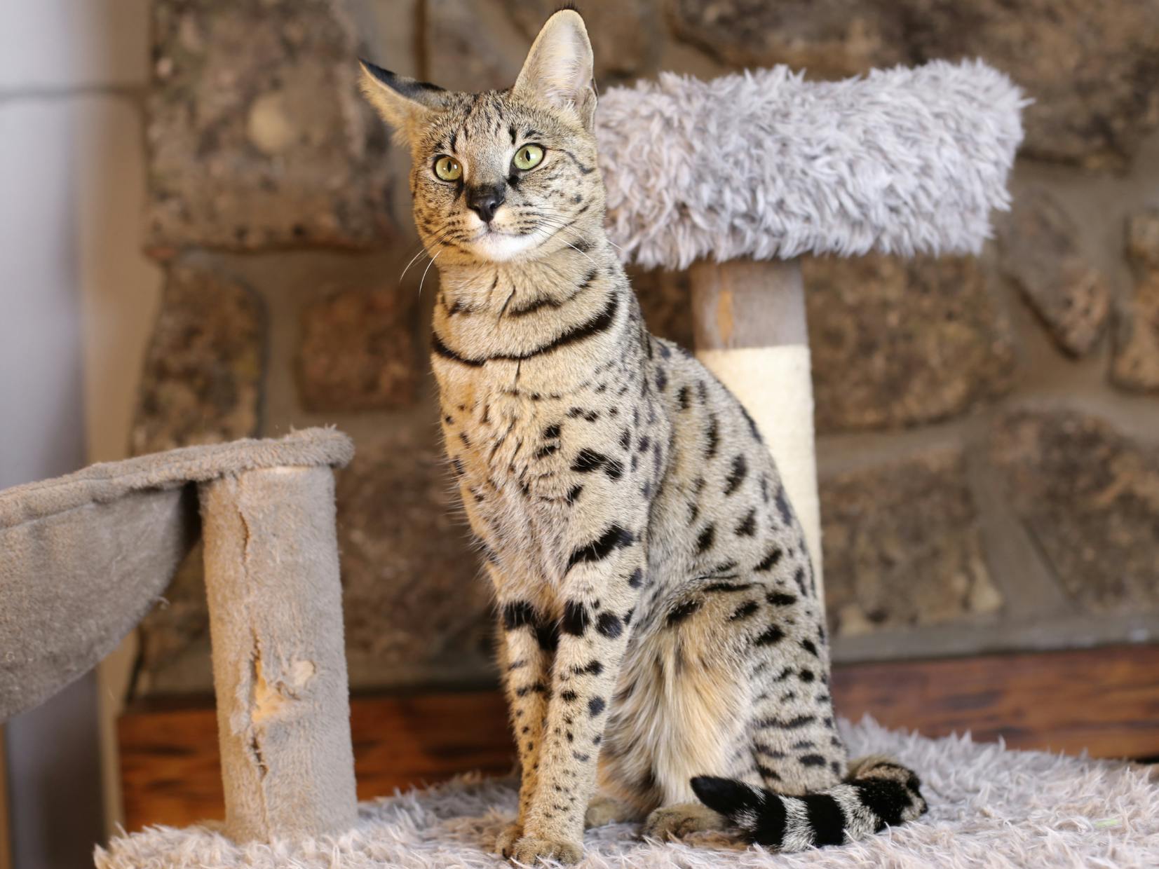 Savannah assis sur son arbre à chat gris, il regarde devant lui