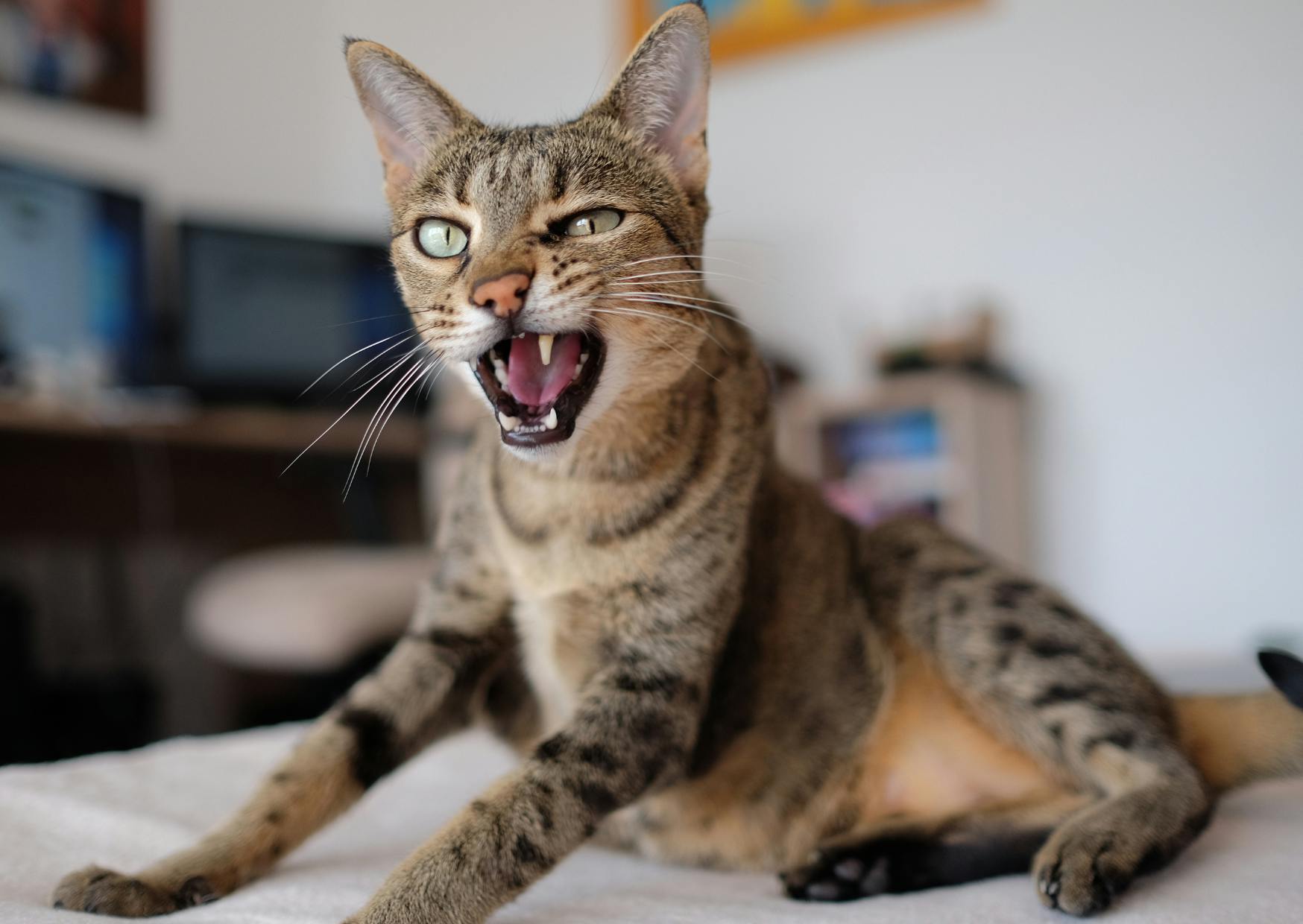 Savannah qui se relève, il baille et regarde devant lui, il est sur un lit aux draps blancs