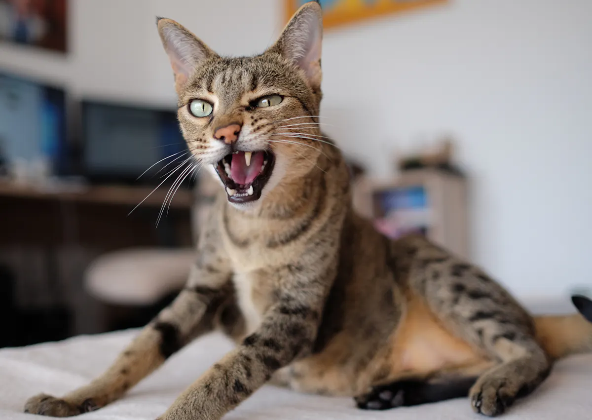 Savannah qui se relève, il baille  et regarde devant lui, il est sur un lit aux draps blancs