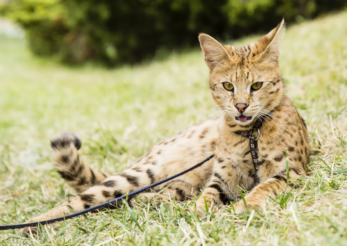 Savannah allongé dans l'herbe, il tend l'oreil et regarde droit devant lui