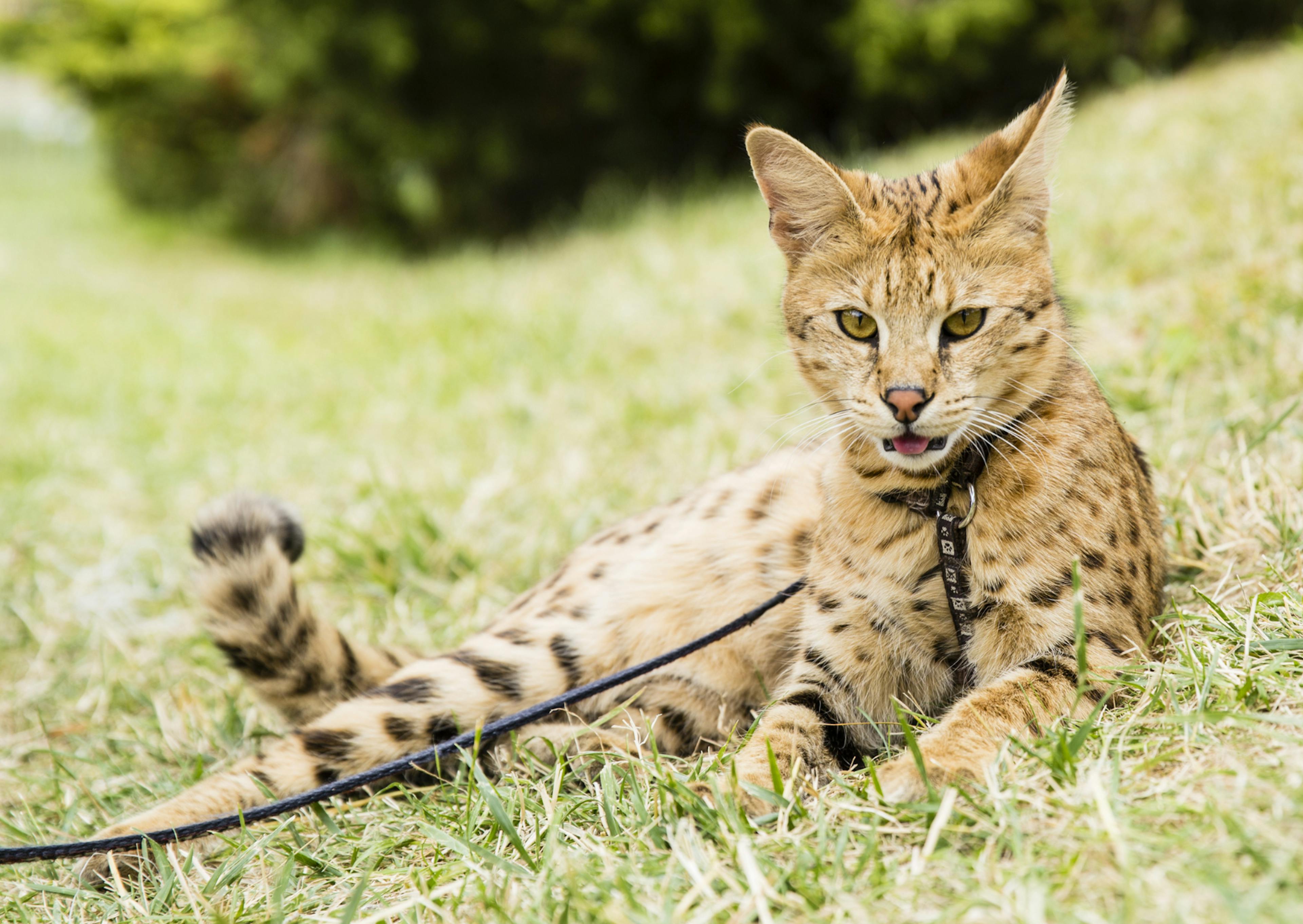 Savannah allongé dans l'herbe, il tend l'oreil et regarde droit devant lui 