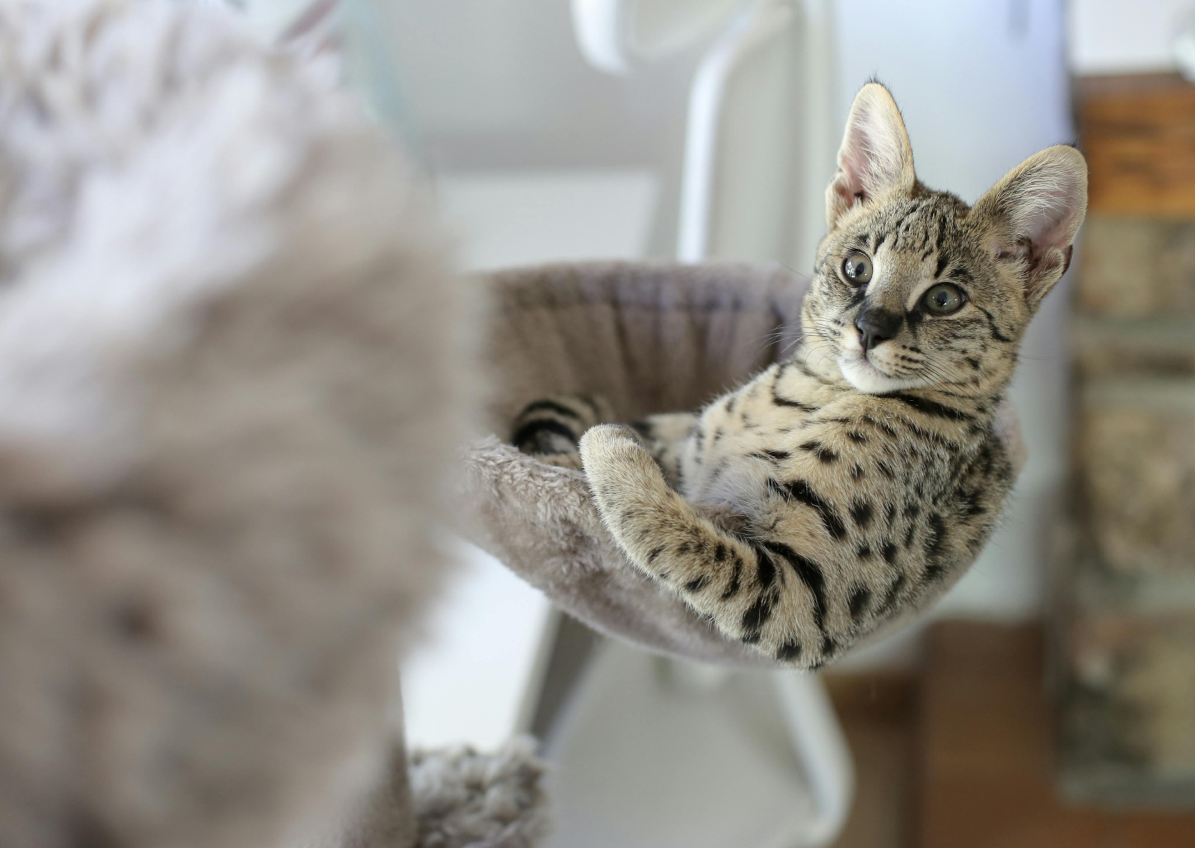 Savannah couché dans son arbre à chat gris, il bascule légèrement dans le vide pour voir ce qui se passe à côté de lui 