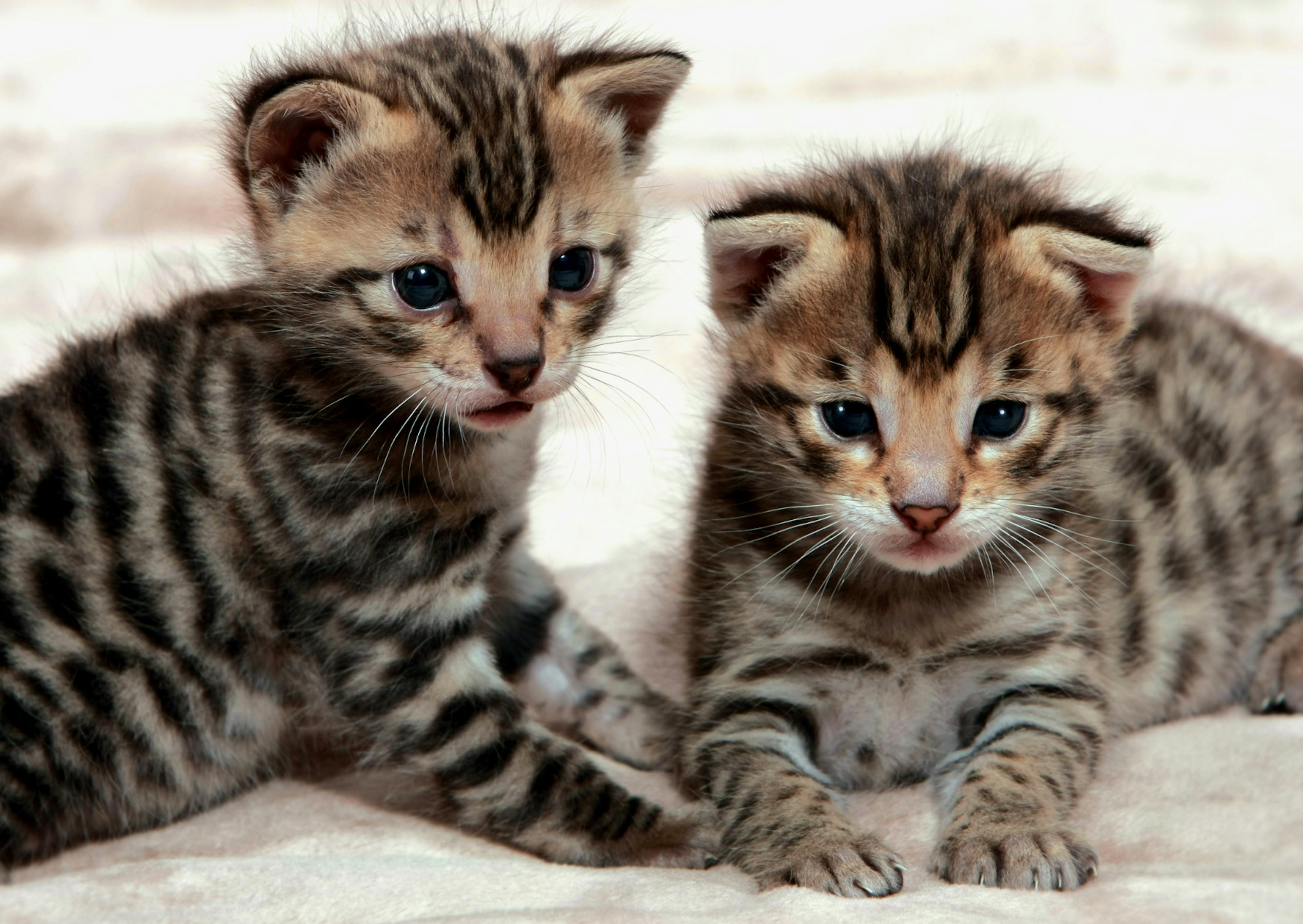 2 Savannah châtons, il son couché sur un canapé blanc, il regardent tous les deux vers le bas 