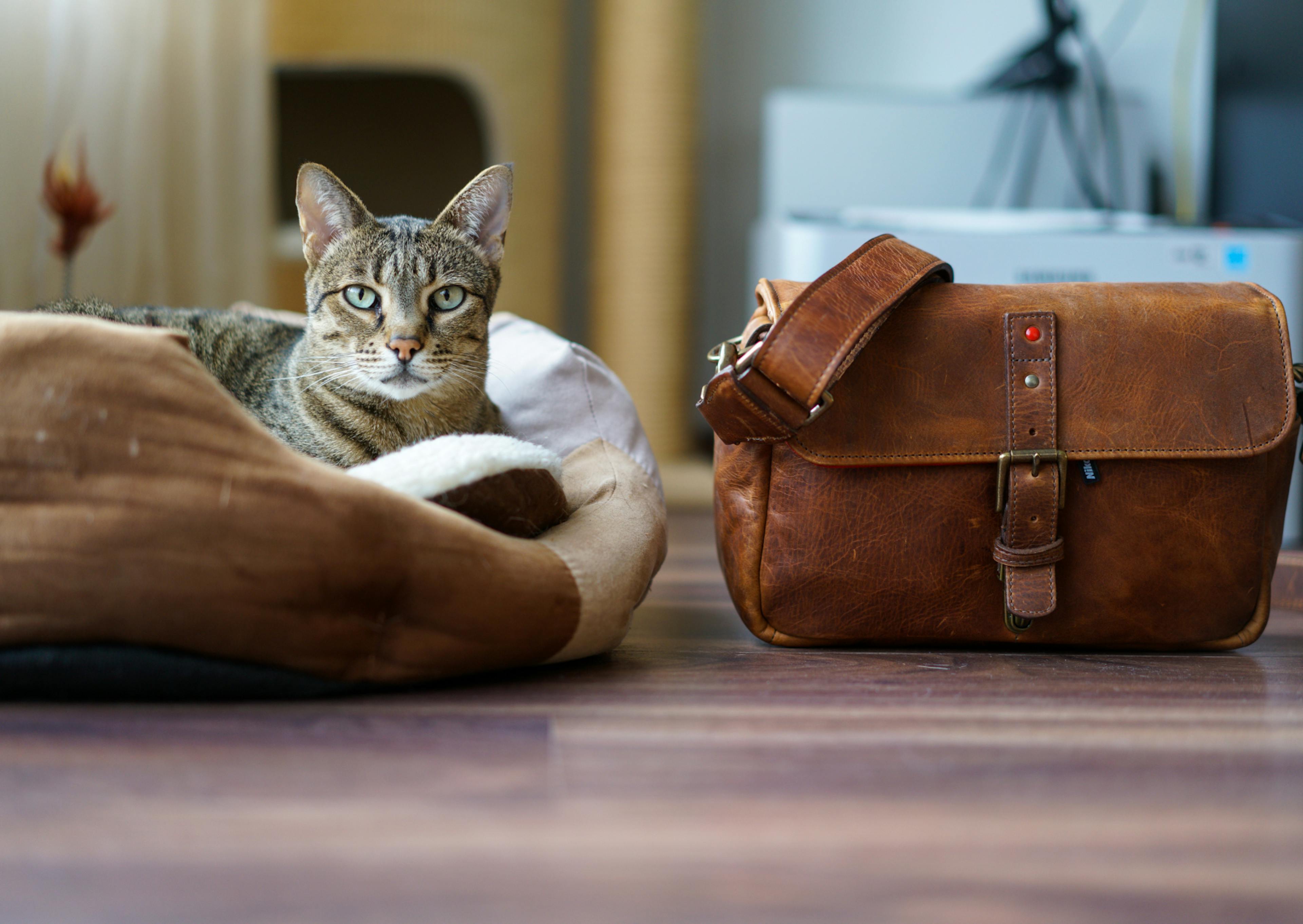 Savannah couché dans son couchage, à côté de lui il y a un sac marron