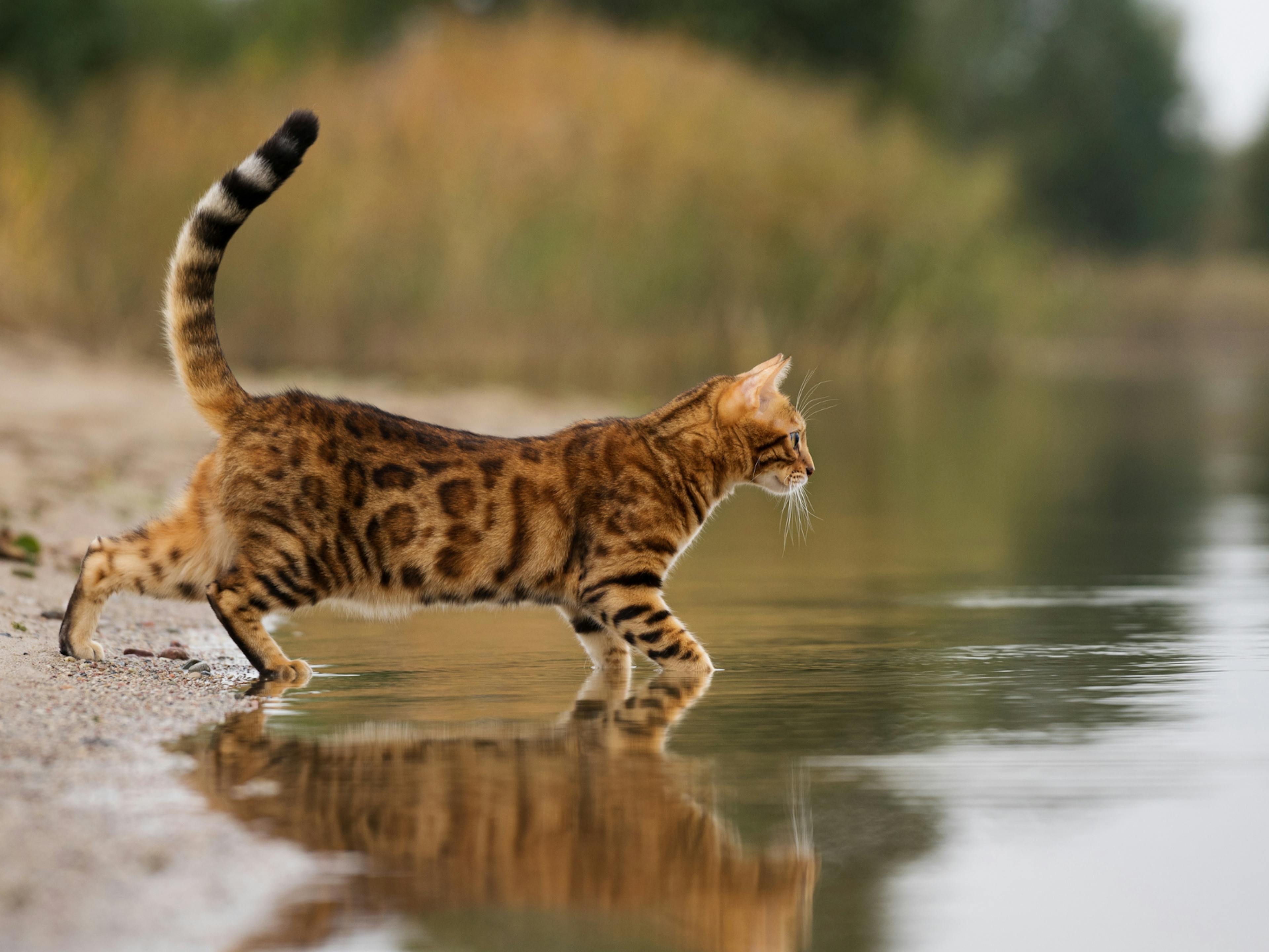 Bengal qui marche dans l'eau l'air curieux de ce qui se passe devant lui