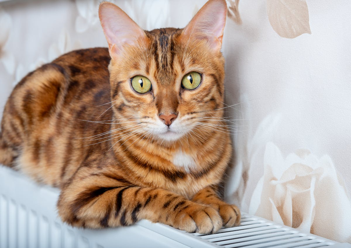 Bengal couché sur un radiateur, il regarde droit devant lui 