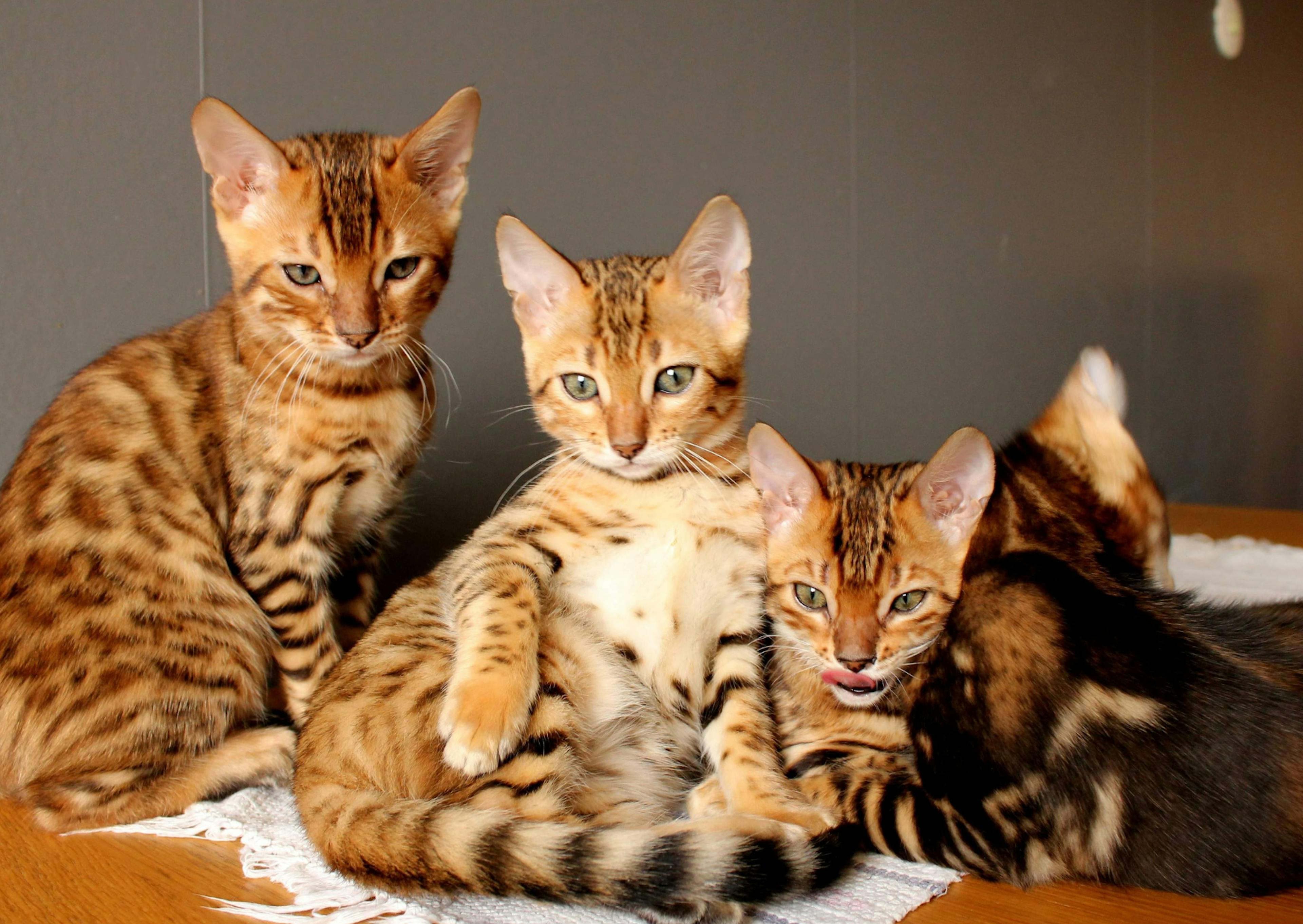 3 Bengal châtons, ils regardent vers le bas