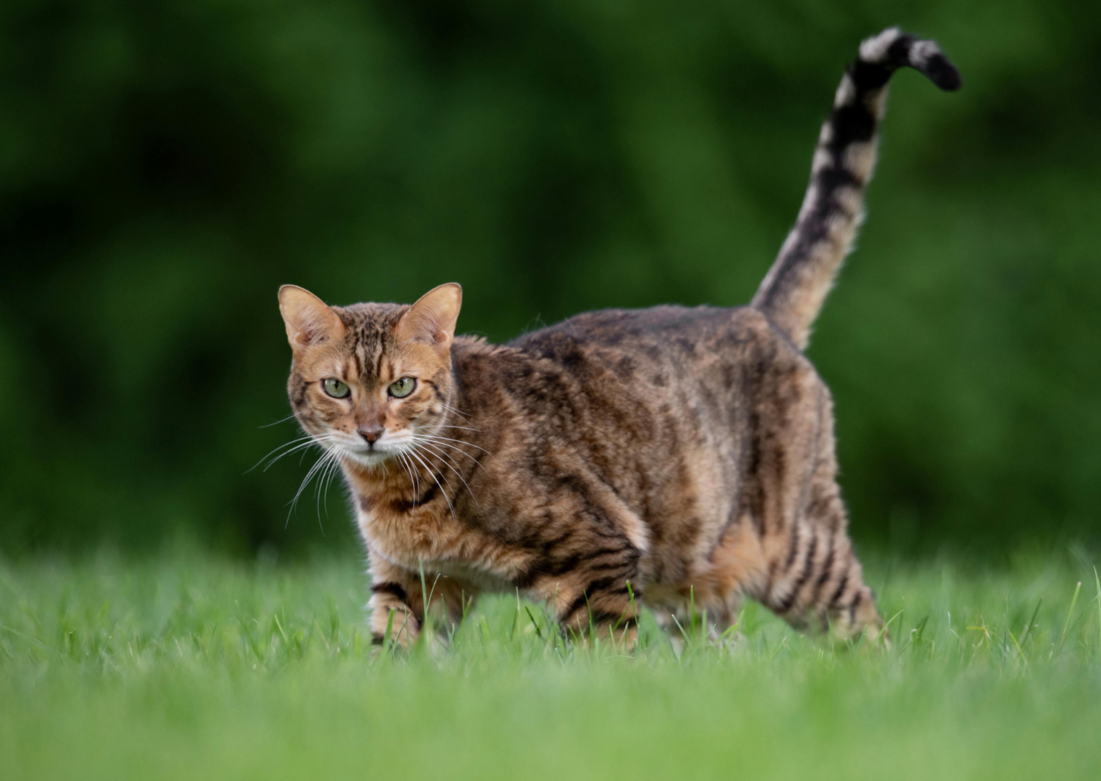 Bengal qui marche dans l'herbe tout en regardant l'objectif