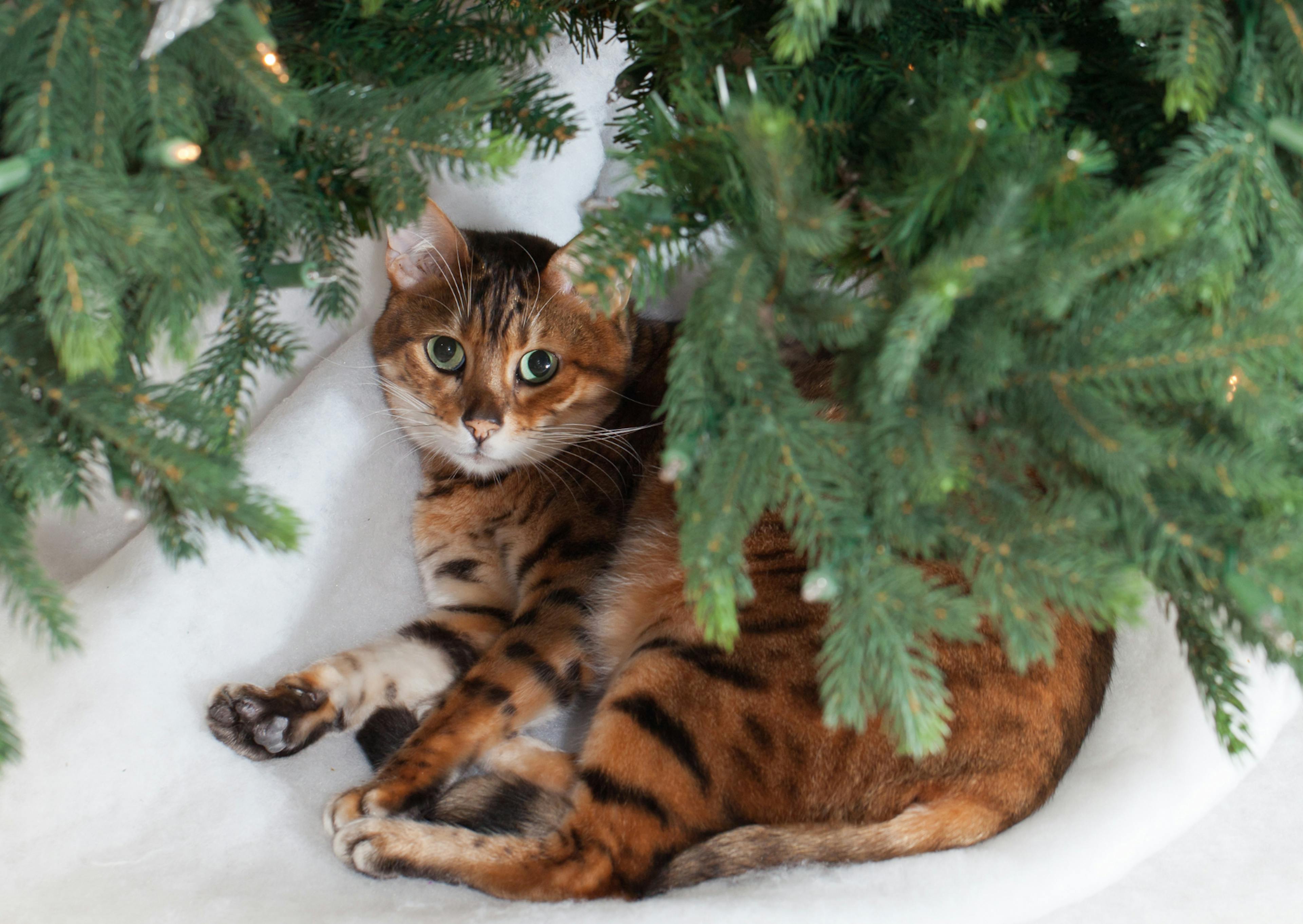 Bengal couché sur un sapin, il regarde l'objectif