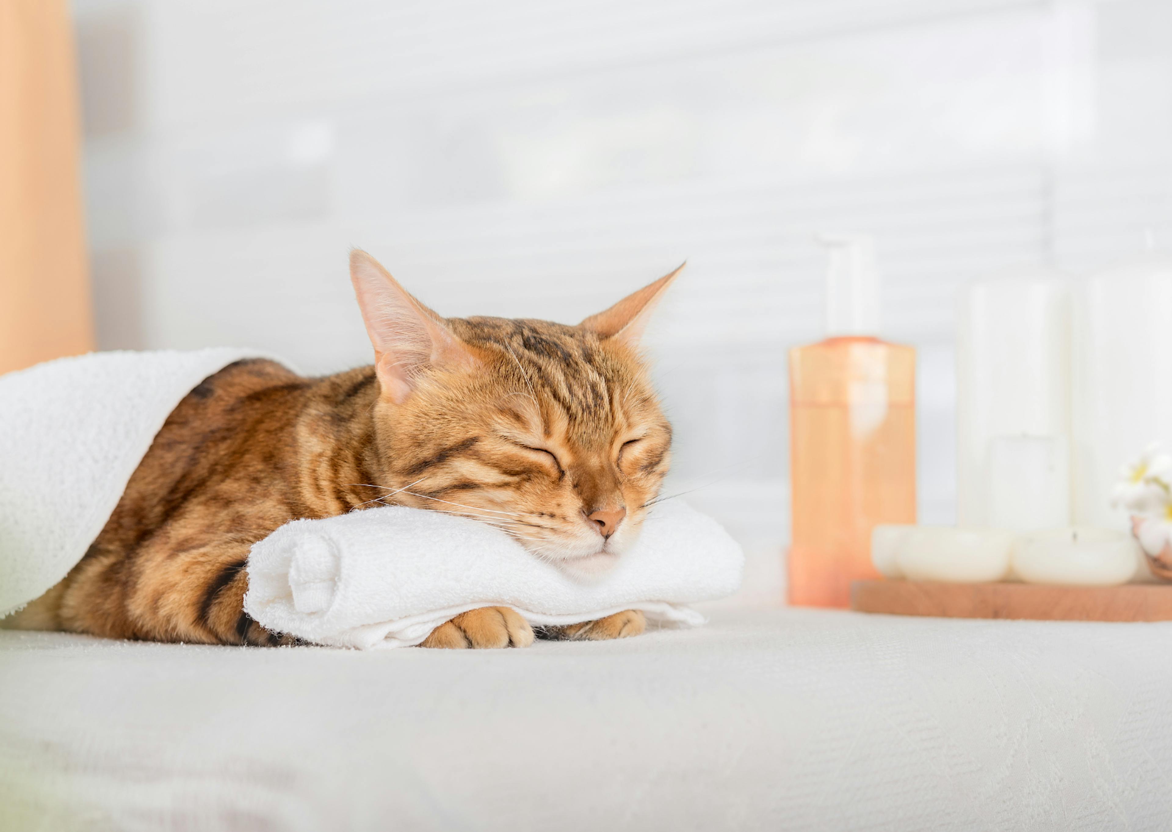 Bengal couché, il a la tête sur une serviette