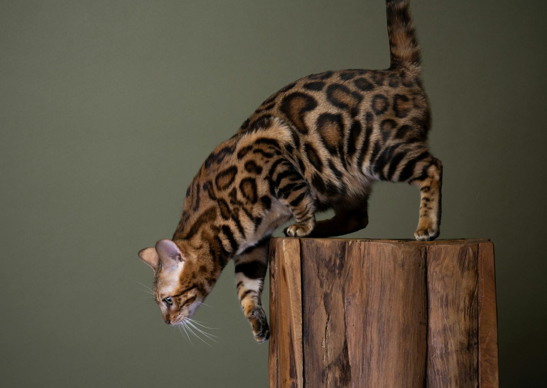 Bengal qui s'aprète à sauté d'un perchoir en bois, derrière lui il y a un fond vert
