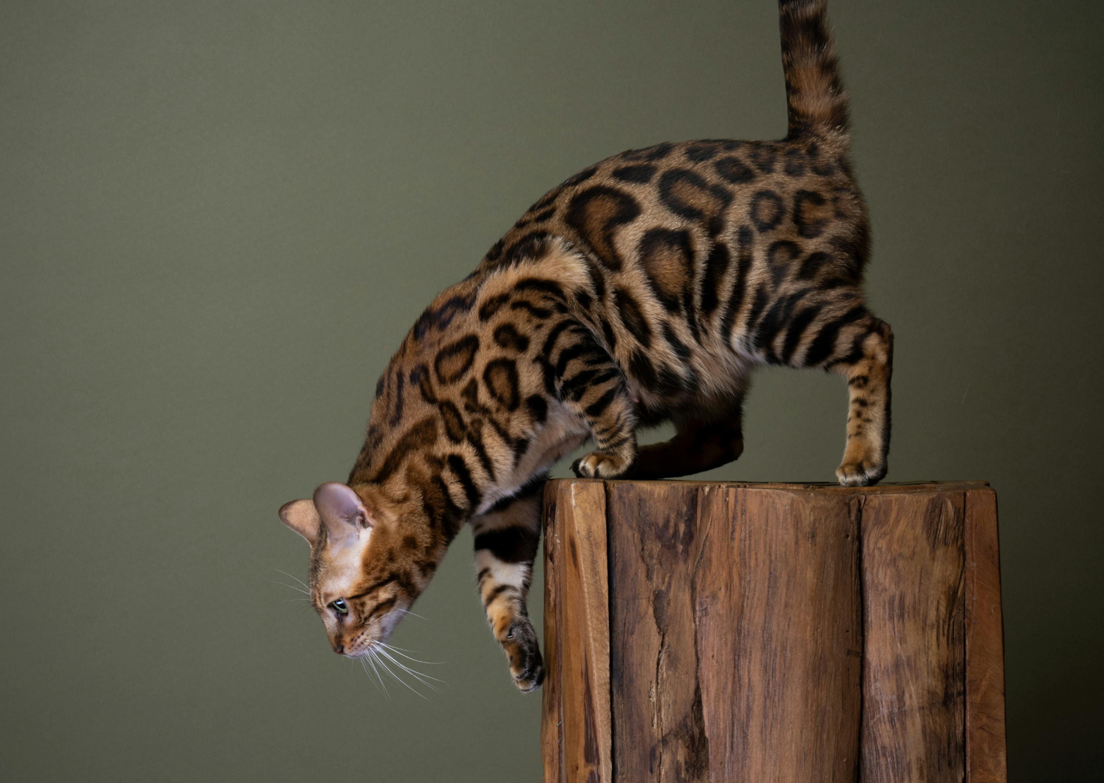 Bengal qui s'aprète à sauté d'un perchoir en bois, derrière lui il y a un fond vert 