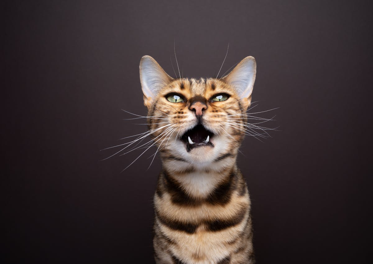 Bengal sur fond gris noir, il oure légèrement la gueule, on aperçoit ses dents