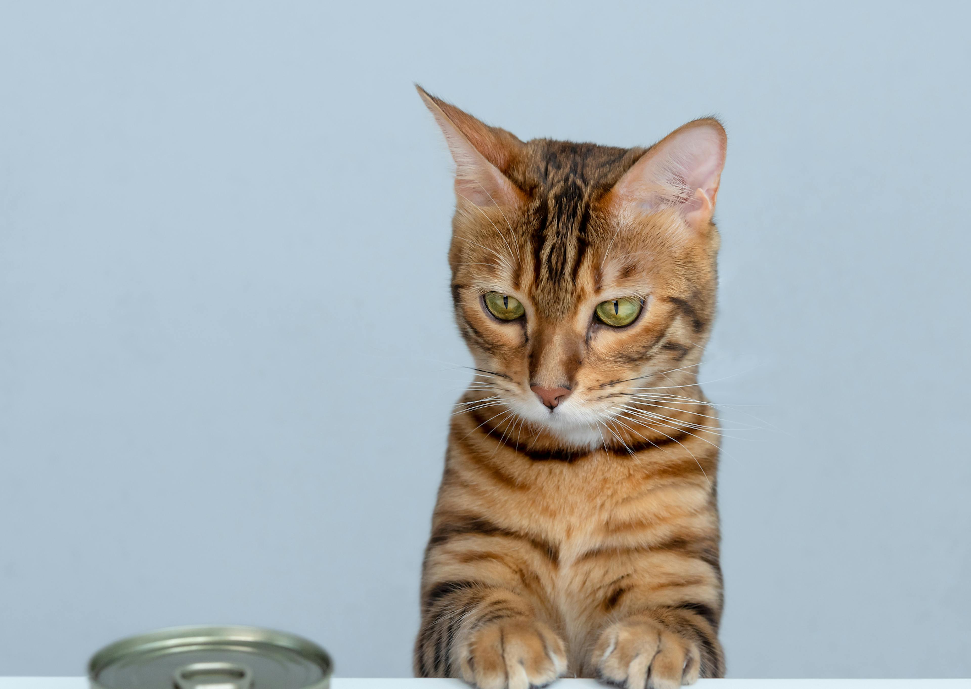 Bengal qui à les deux pattes avant sur une table, il regarde une conserve posée juste à côté de lui 