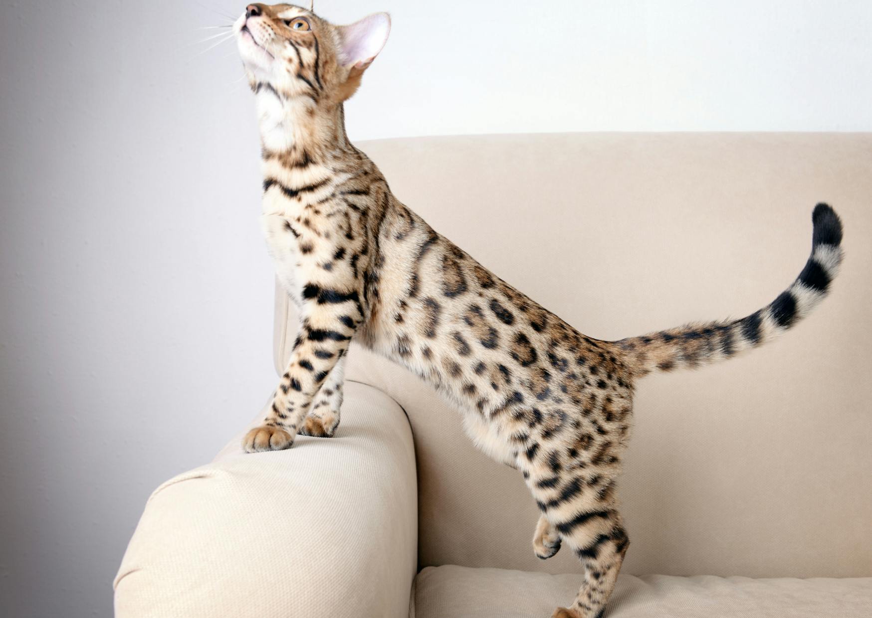 Bengal qui sétire sur un canapé beige presque blanc, il regarde vers le haut le museau en l'air