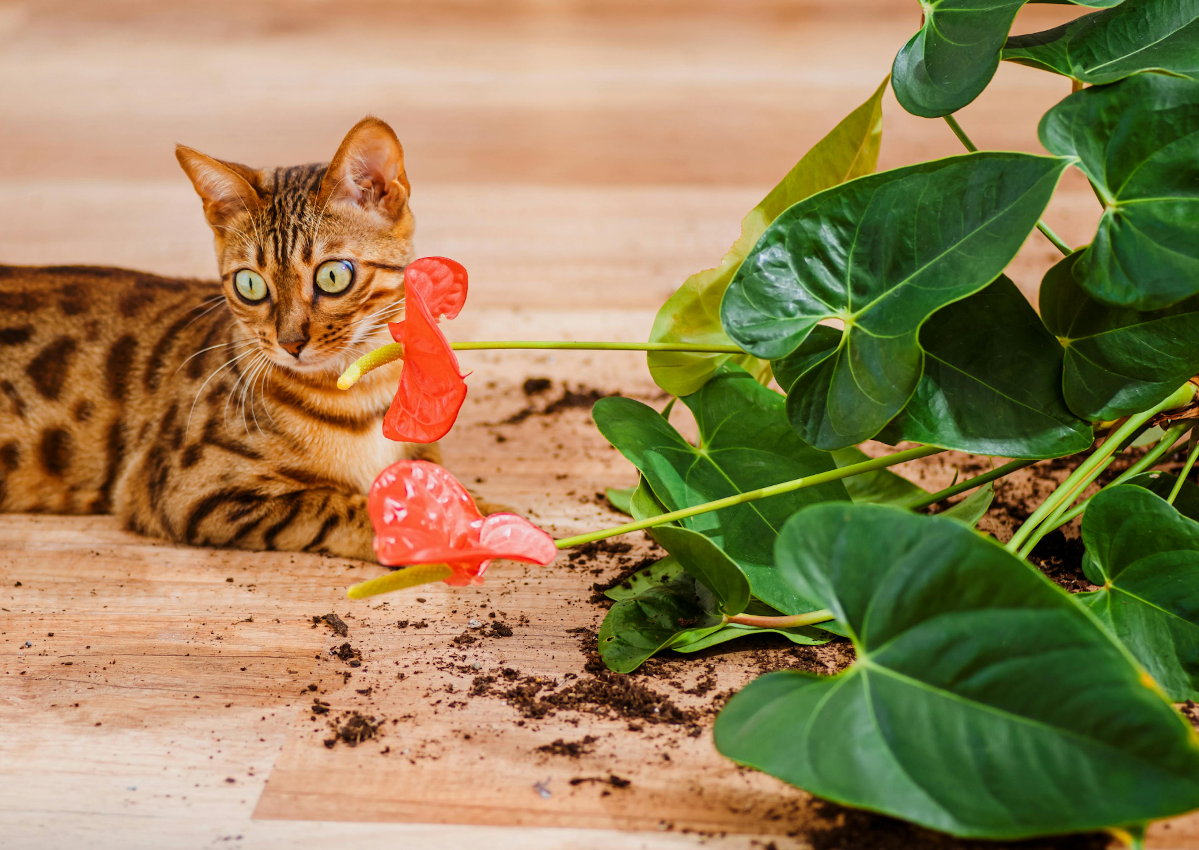 Bengal prêt d'une plante qui est tombé par terre 