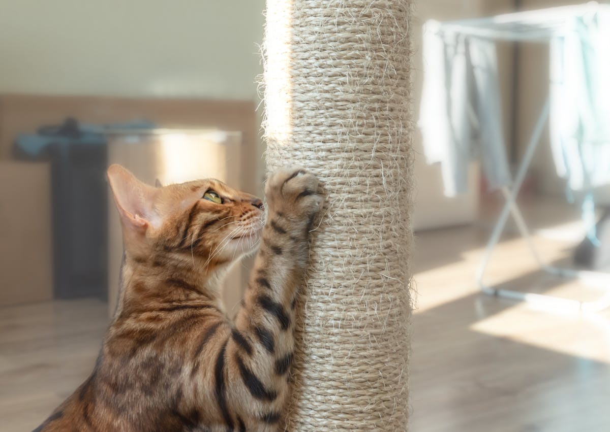 Bengal qui griffe son arbre à chat beige
