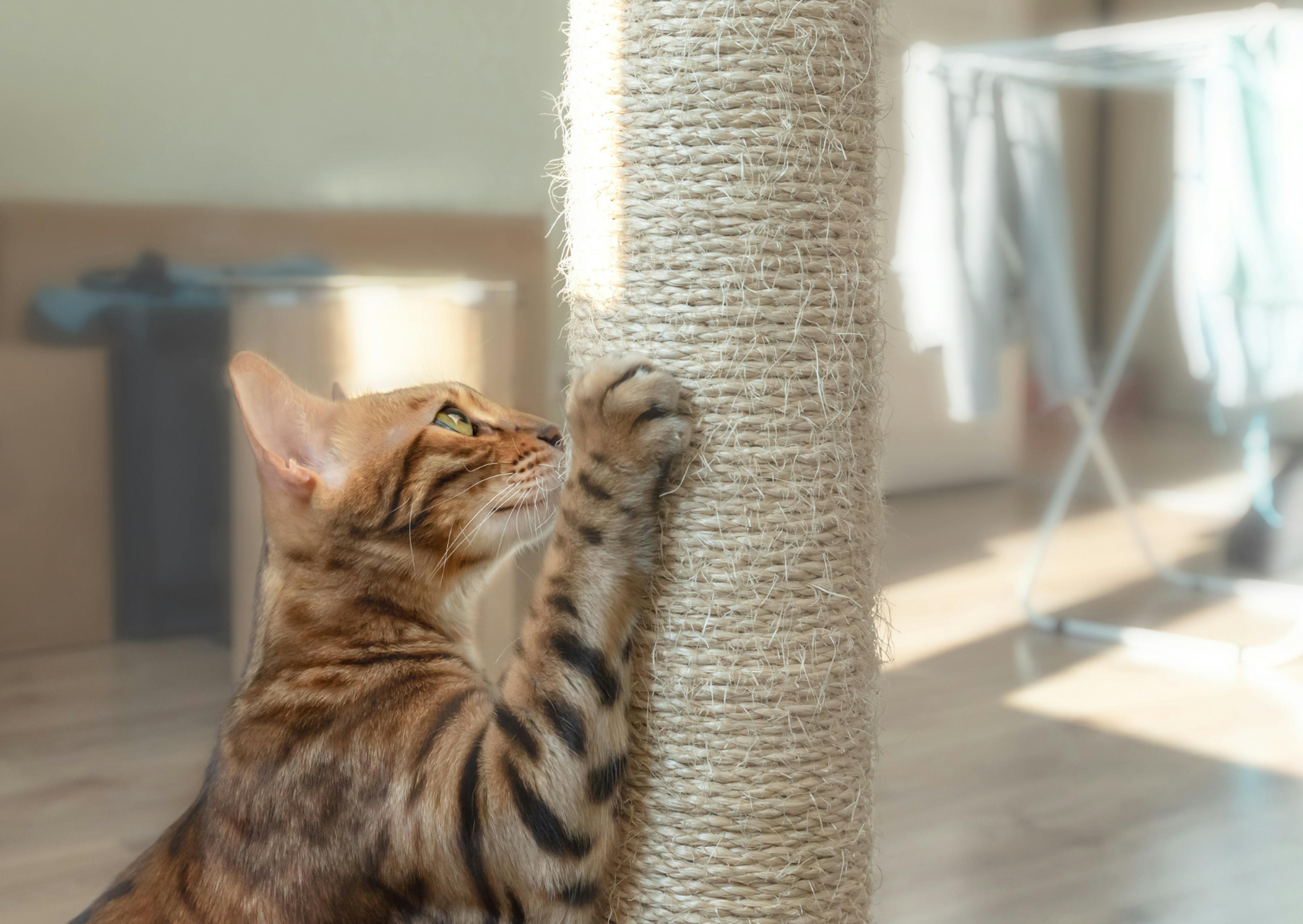 Bengal qui griffe son arbre à chat beige 